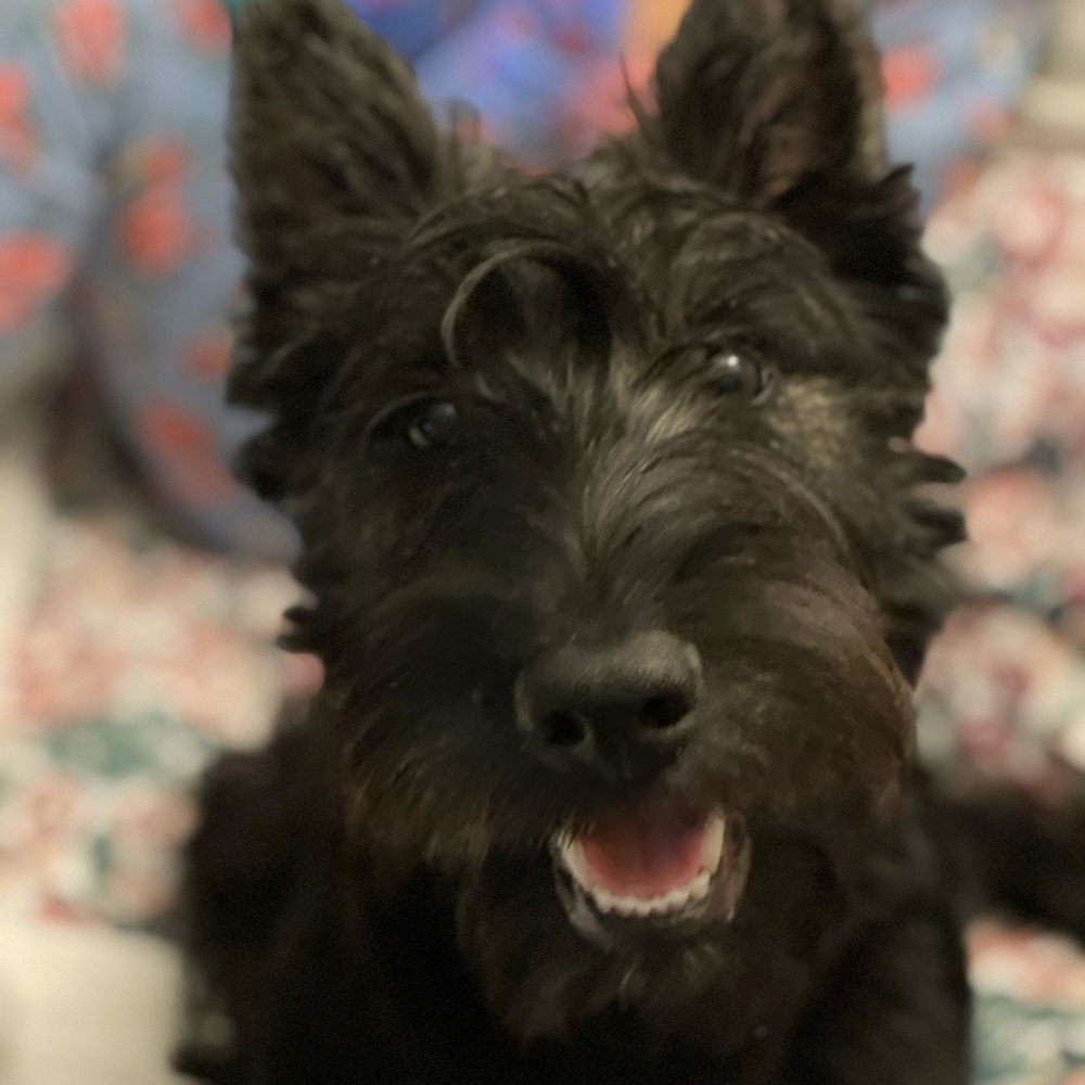 Meet your Posher, Lexie